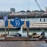 Seals, Shops, and Sea Breeze: Pier 39 Shenanigans
