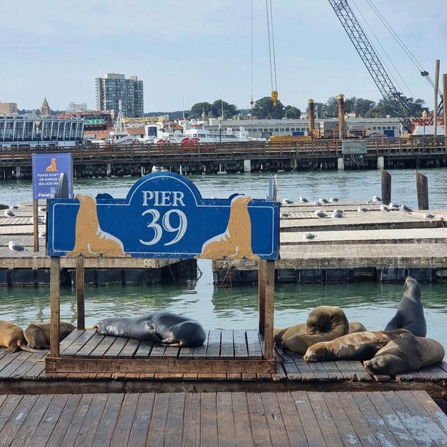 Seals, Shops, and Sea Breeze: Pier 39 Shenanigans