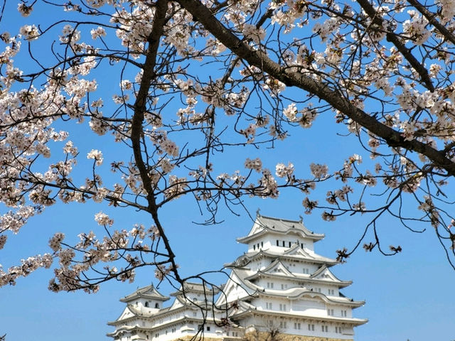 古城與櫻花的浪漫邂逅/姬路城/白鷺城