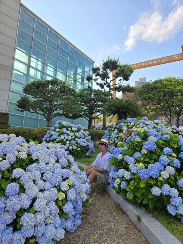 지금 당장 수국사냥 떠나야할 거제도 여행지