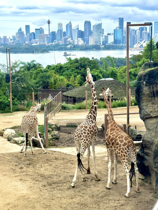 🦒🐨 Wild Day Out at Taronga Zoo Sydney! 🌿🌊