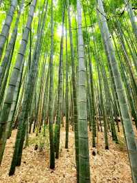 Calm Moments at Arashiyama Bamboo Grove