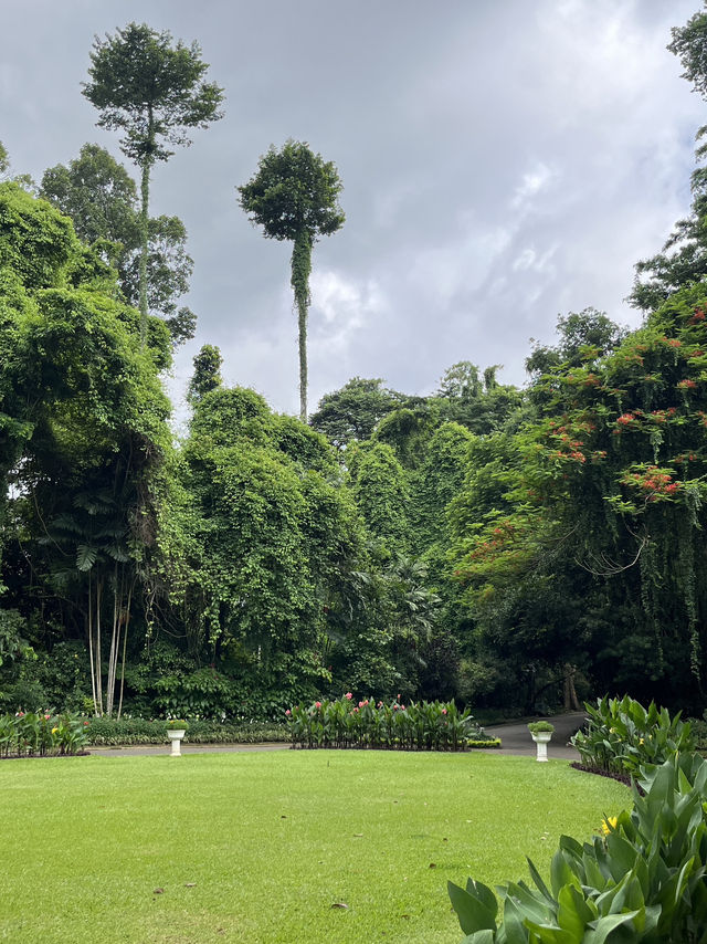 🌴斯里蘭卡最出片棕櫚大道｜本地人還搶著跟同行小姐姐拍照！