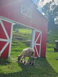 清境農場🐑🐎