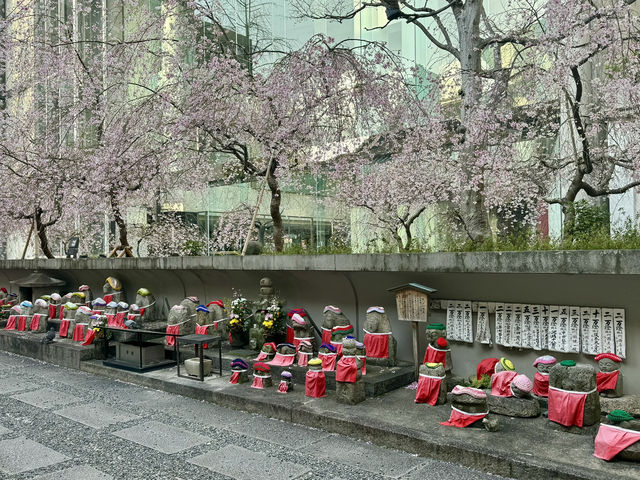 京都鬧市中的賞櫻名所🌸