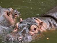 Did You Know?Your Birthday=FREE Entry To Zoo Negara!