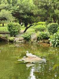 🕊 台北靜靜說故事的角落｜228 和平公園