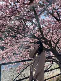 日本河津櫻花季