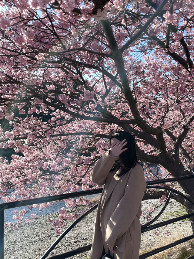 日本河津櫻花季