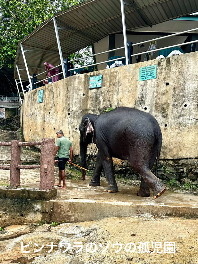 🇱🇰 スリランカ旅行記 • VOL.2