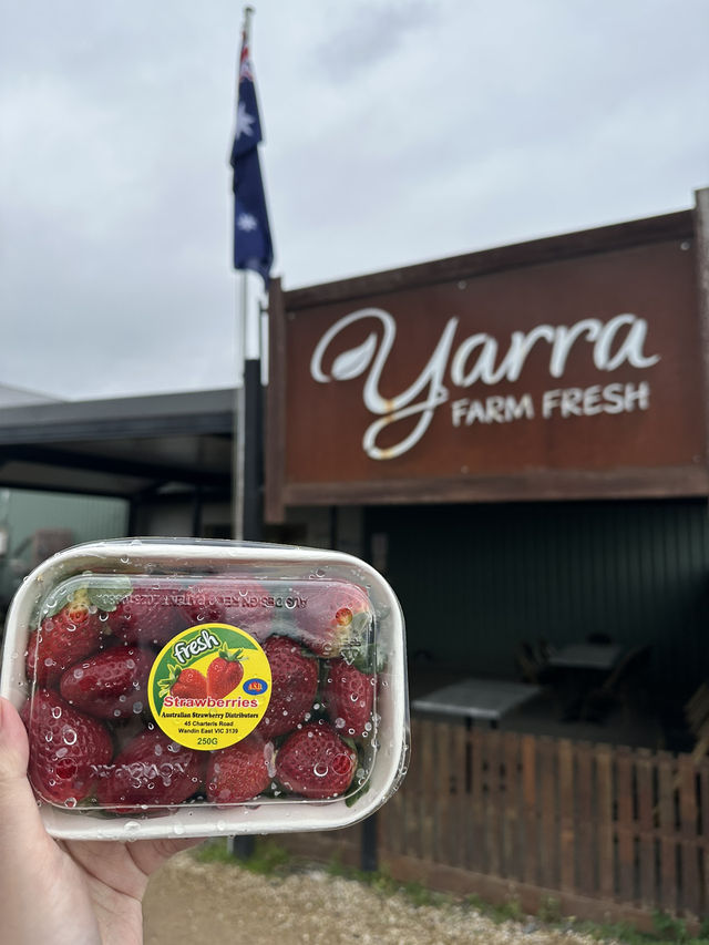 Melbourne - Great Ocean Drive / Yarra Valley / Healesville