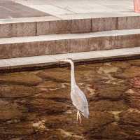 Cheonggyecheon Stream: Seoul's Urban Oasis – A Solo Stroll Through Liquid Light"** 🌊✨   