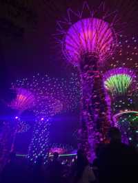 An Unforgettable Night at Supertree Grove 