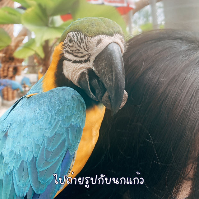 พาเดินเล่นสวนนงนุช ดูไดโนเสาร์ ชมนกแก้ว
