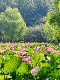 Gushan Park Lotus – Hangzhou’s Summer Watercolor Painting