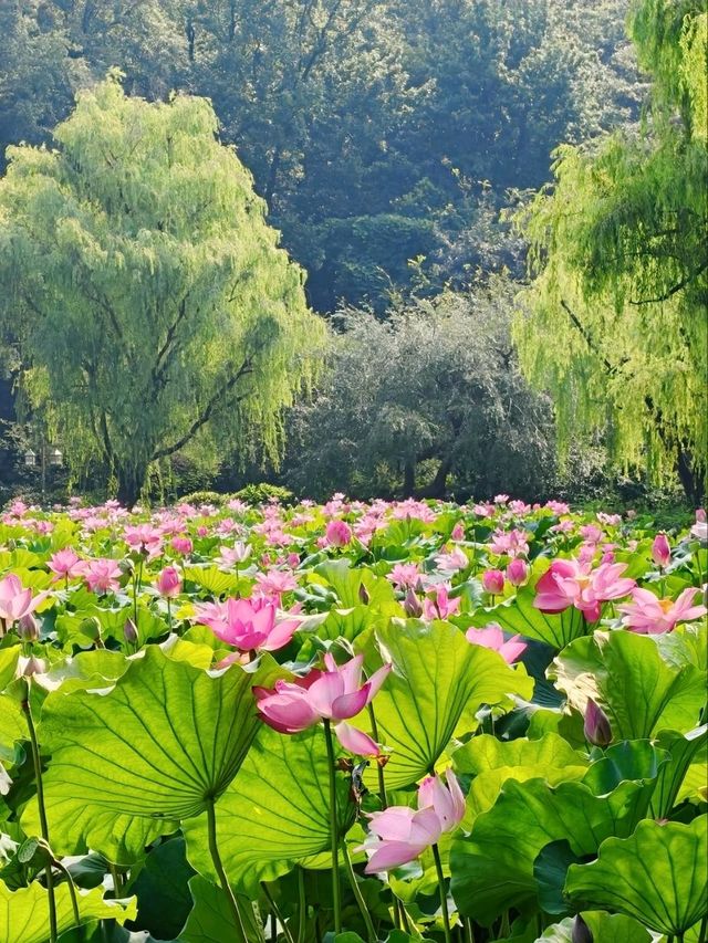 Gushan Park Lotus – Hangzhou’s Summer Watercolor Painting