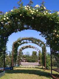 【エコパーク水俣バラ園】色とりどりのバラに包まれる、癒しの花園🌹🌞