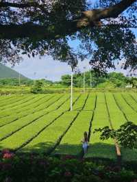 茶畑と一体化する癒しカフェ。済州の自然と茶文化を五感で🌱🍵