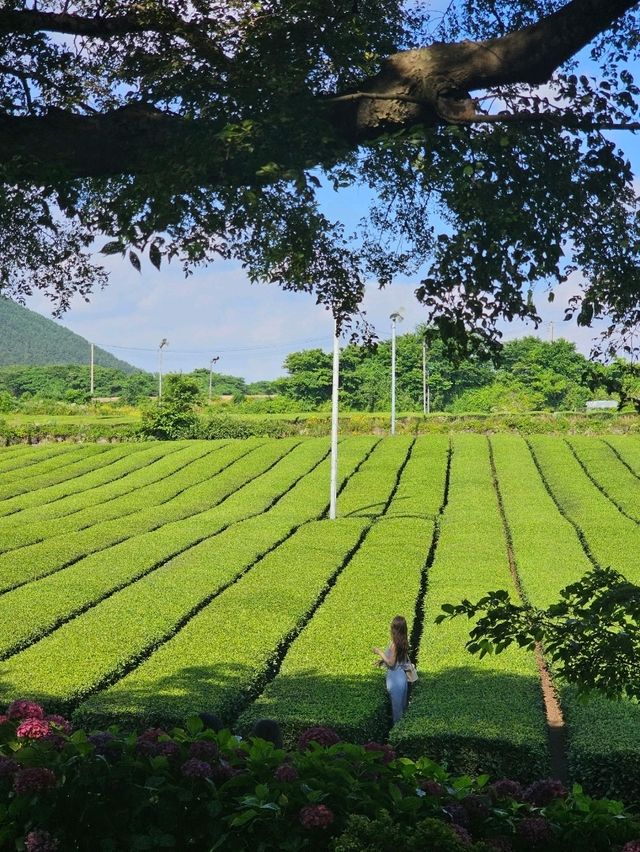 茶畑と一体化する癒しカフェ。済州の自然と茶文化を五感で🌱🍵