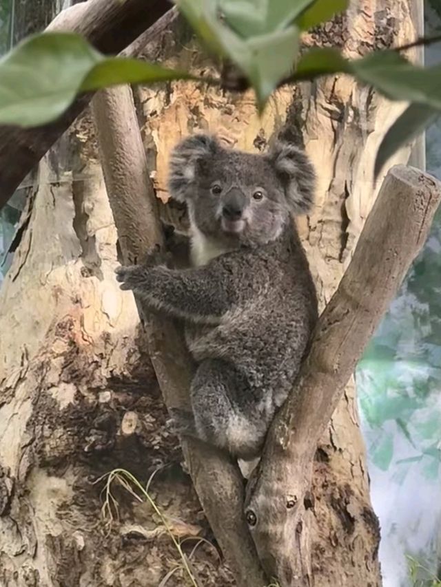 Hongshan Forest Zoo – Where Animals Reign Supreme