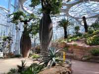 Desert beauty, under the glass roof