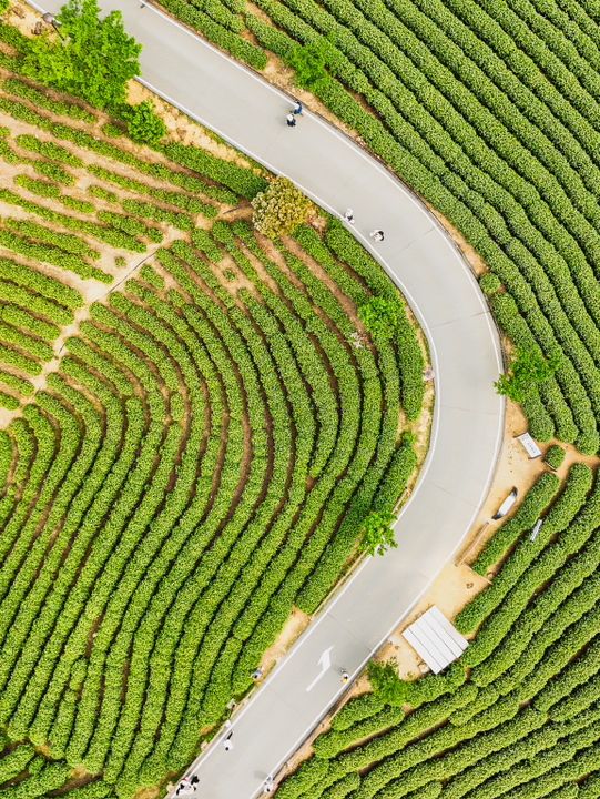 Anji Tea Plantation – A Serene Escape into Hangzhou’s Green Tea Paradise