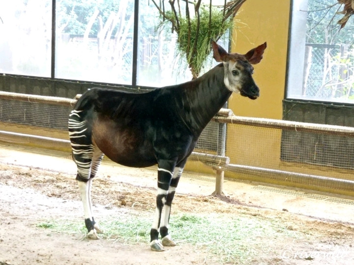 Kanagawa] Meet the okapi, one of the world's three rarest animals