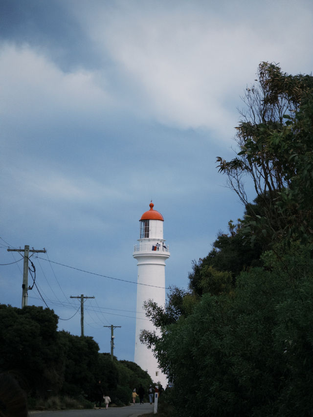2D1N Great Ocean Road Adventure: Koalas, Coastal Views & Hidden Gems 🐨🌊
