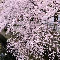 文京・関口 神田川沿いの桜を狙う — 撮影ポイント＆ランチガイド