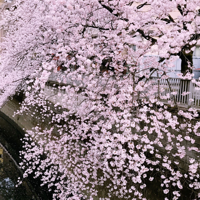 文京・関口 神田川沿いの桜を狙う — 撮影ポイント＆ランチガイド