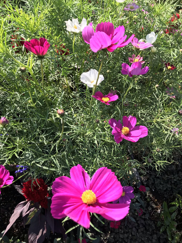 秋の横浜でコスモス＆おしゃれ散歩🌸✨
