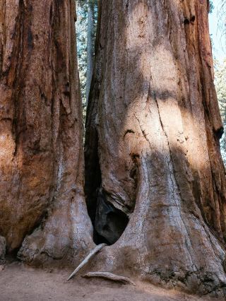 紅杉國家公園 Sequoia National Park