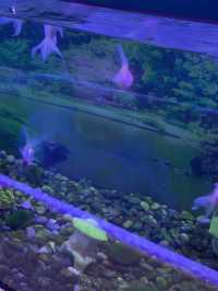 長岡花火の翌日に寄り道！癒しのうみがたり水族館❤️