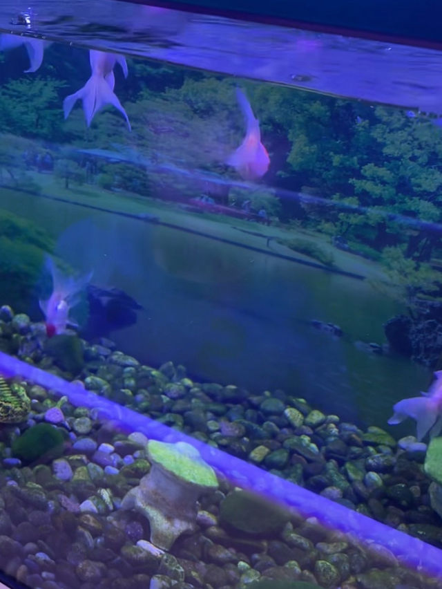 長岡花火の翌日に寄り道！癒しのうみがたり水族館❤️
