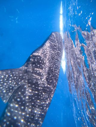 【Oslob】Swimming with Whale Sharks: A Dream Come True