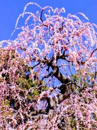 梅とグルメの一泊二日