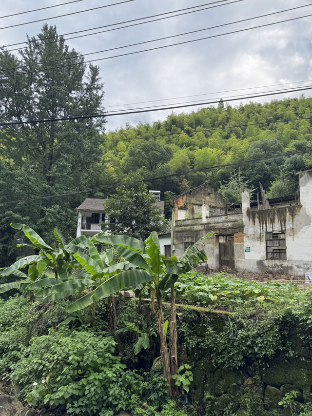 Trekking in beautiful Moganshan mountain 莫干山