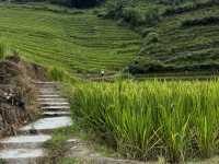 Rice Terrace Dream🌾