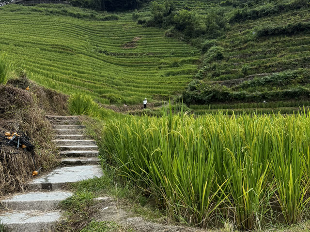 Rice Terrace Dream🌾
