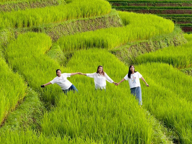 ป่าบงเปียง เชียงใหม่