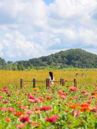 지금 경주엔 알록달록 가을꽃들이 가득 피었어요💐