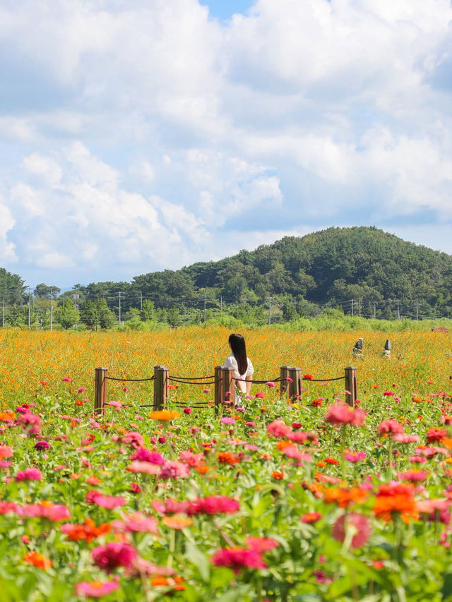 지금 경주엔 알록달록 가을꽃들이 가득 피었어요💐