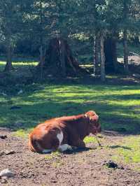 A Hidden Symphony of Meadows and Forests – Kuerdening