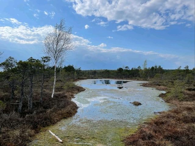 Explore Nature on Ķemeri Bog Trail