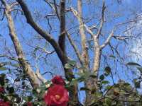 Royal Botanic Gardens Victoria - Melbourne Gardens