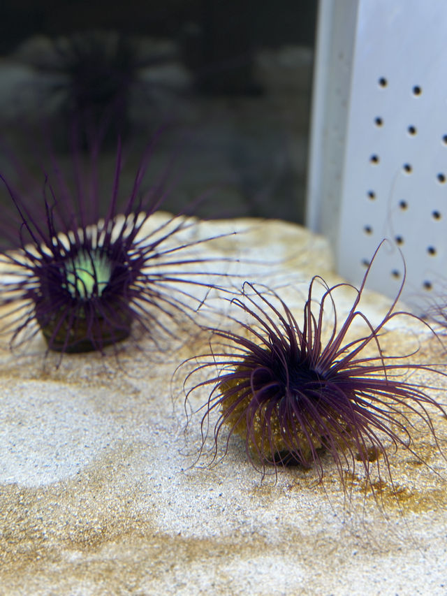 ✨Aquarium เดินทางง่ายใน Sapporo✨