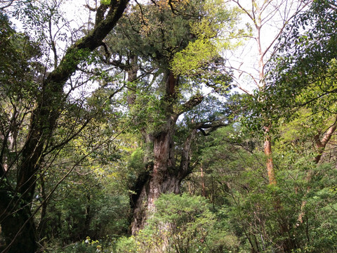 屋久島・縄文杉】神秘の森で出会う生命のシンボル🌳✨ | Trip.com 屋久島町
