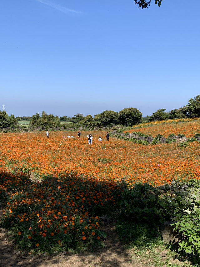 제주 핑크뮬리 명소 새미동산 제주 핑크뮬리 명소 새미동산