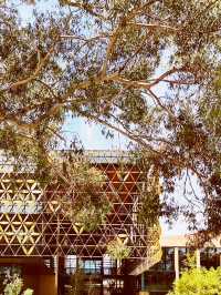 🌳 UWA: Where Ancient Trees Frame Modern Education in Nature's Grand Amphitheater! 🎓
