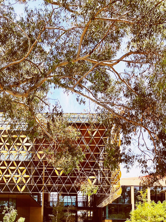 🌳 UWA: Where Ancient Trees Frame Modern Education in Nature's Grand Amphitheater! 🎓